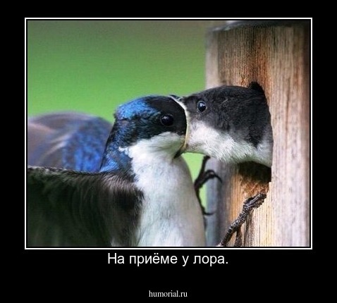 На приёме у лора.