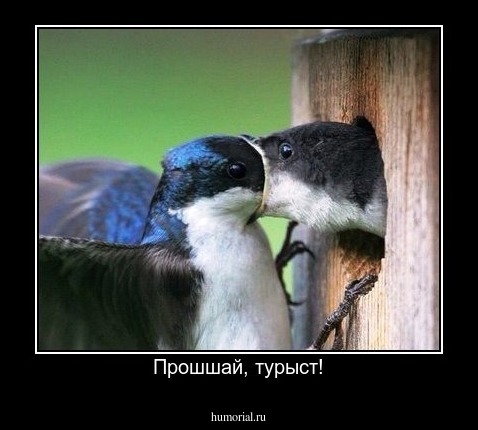 Прошшай, турыст!
