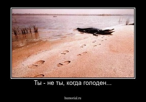 Ты - не ты, когда голоден...