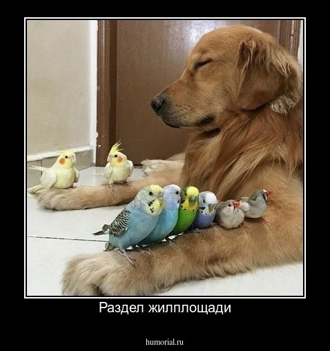 Раздел жилплощади