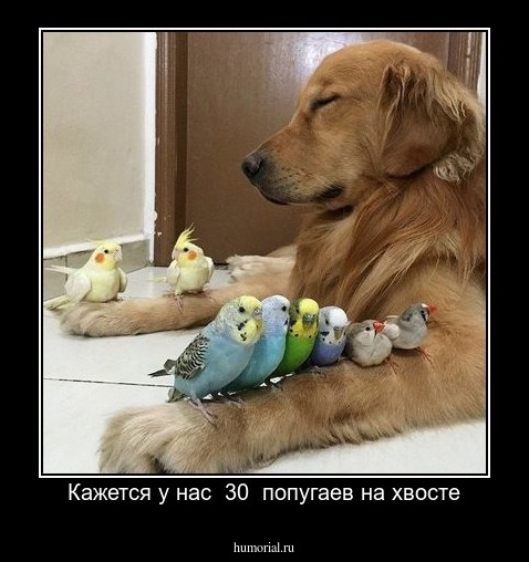 Кажется у нас  30  попугаев на хвосте