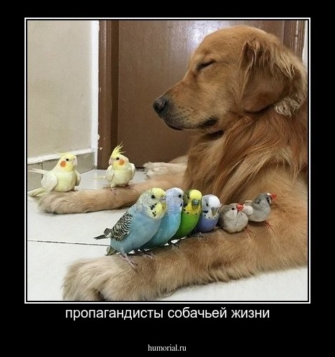 пропагандисты собачьей жизни