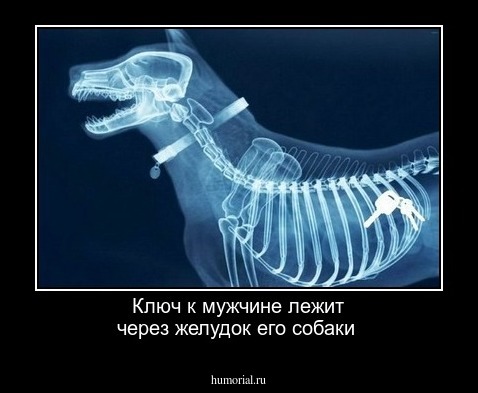 Ключ к мужчине лежит через желудок его собаки 
