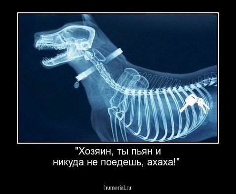 "Хозяин, ты пьян и никуда не поедешь, ахаха!"
