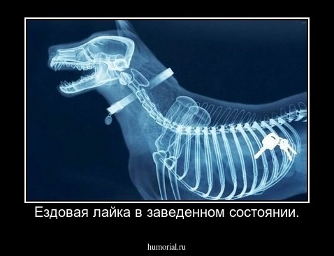 Ездовая лайка в заведенном состоянии.