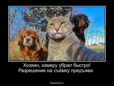 Хозяин,  камеру  убрал быстро! Разрешение на  съёмку предъяви.
