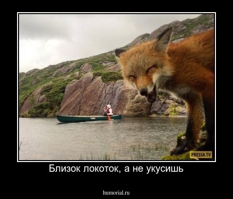 Близок локоток, а не укусишь