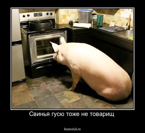 Свинья гусю тоже не товарищ 