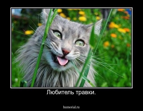 Любитель травки.