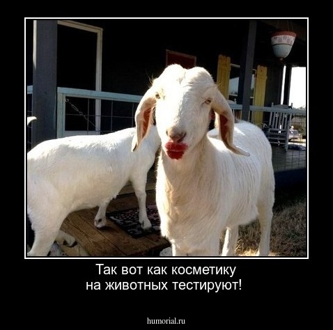 Так вот как косметику на животных тестируют!