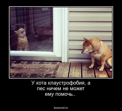 У кота клаустрофобия, а пес ничем не может ему помочь..