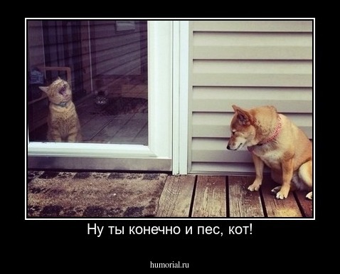 Ну ты конечно и пес, кот!