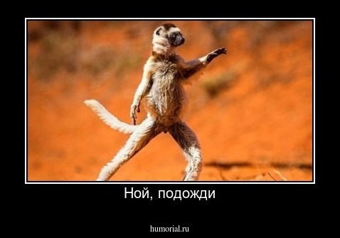 Ной, подожди