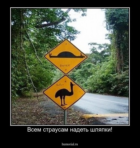 Всем страусам надеть шляпки!