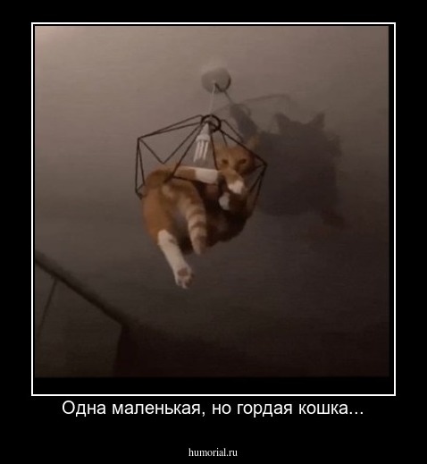 Одна маленькая, но гордая кошка...