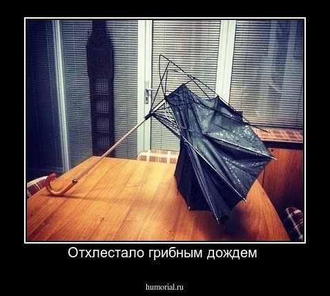 Отхлестало грибным дождем 