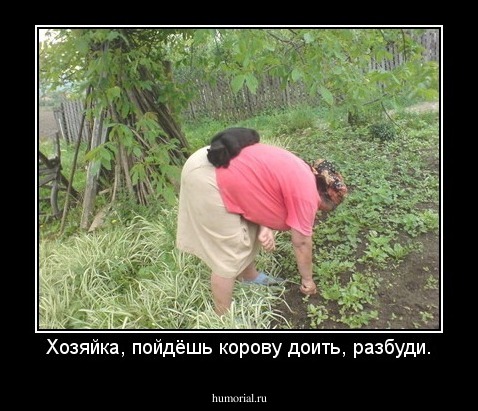 Хозяйка, пойдёшь корову доить, разбуди.