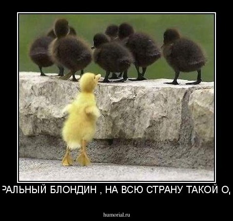НАТУРАЛЬНЫЙ БЛОНДИН , НА ВСЮ СТРАНУ ТАКОЙ ОДИН!!!