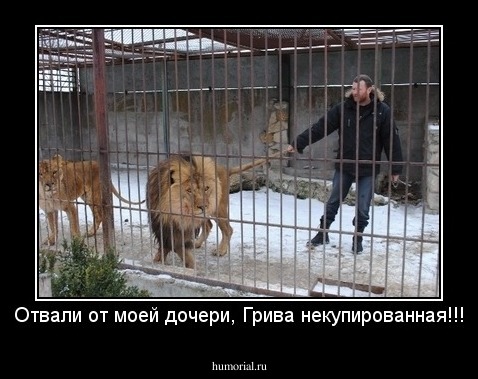 Отвали от моей дочери, Грива некупированная!!!