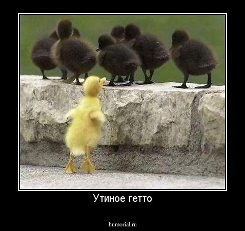 Утиное гетто