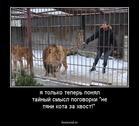 я только теперь понял тайный смысл поговорки "не тяни кота за хвост!"
