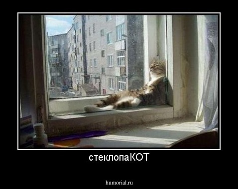 стеклопаКОТ