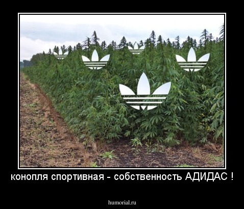 конопля спортивная - собственность АДИДАС !