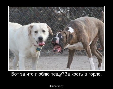 Вот за что люблю тещу?За кость в горле.
