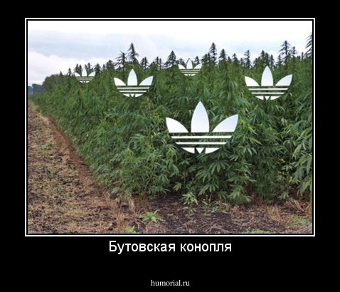 Бутовская конопля