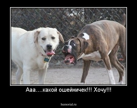 Ааа....какой ошейничек!!! Хочу!!!