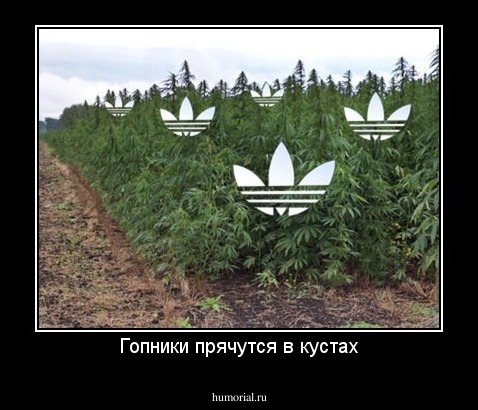 Гопники прячутся в кустах