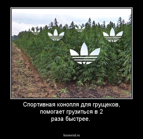 Спортивная конопля для грущеков, помогает грузиться в 2 раза быстрее.