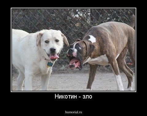 Никотин - зло