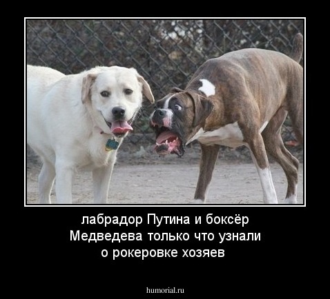 лабрадор Путина и боксёр Медведева только что узнали о рокеровке хозяев