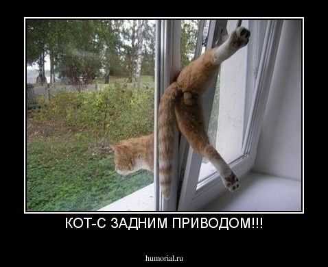 КОТ-С ЗАДНИМ ПРИВОДОМ!!!