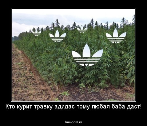 Кто курит травку адидас тому любая баба даст!