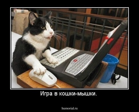 Игра в кошки-мышки. 