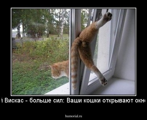 Новый Вискас - больше сил: Ваши кошки открывают окно сами