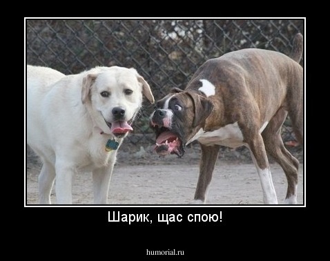 Шарик, щас спою!