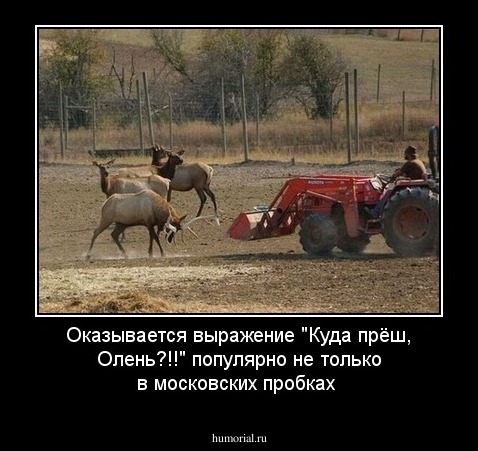 Оказывается выражение "Куда прёш, Олень?!!" популярно не только в московских пробках