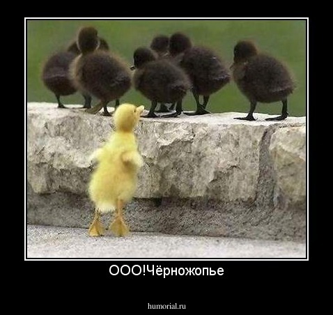 ООО!Чёрножопье