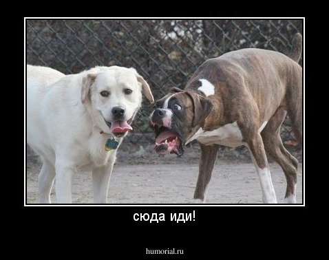 сюда иди!