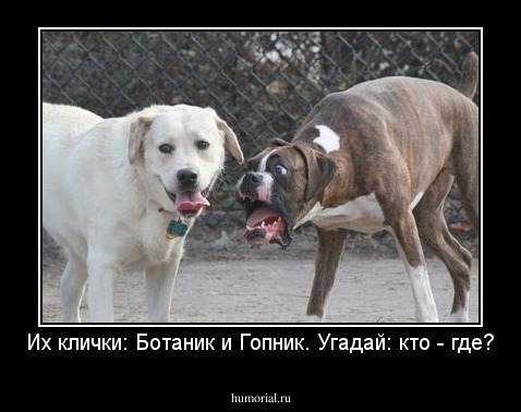 Их клички: Ботаник и Гопник. Угадай: кто - где?