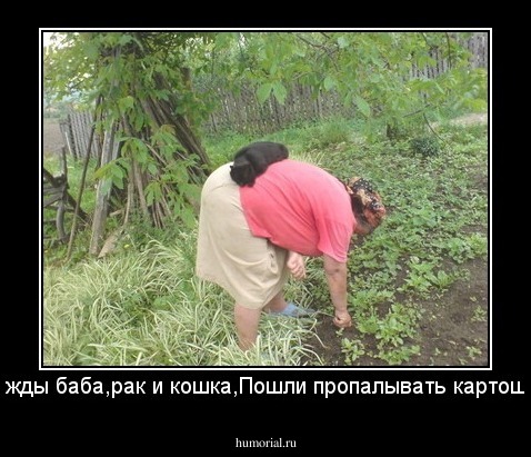 Однажды баба,рак и кошка,Пошли пропалывать картошку.....