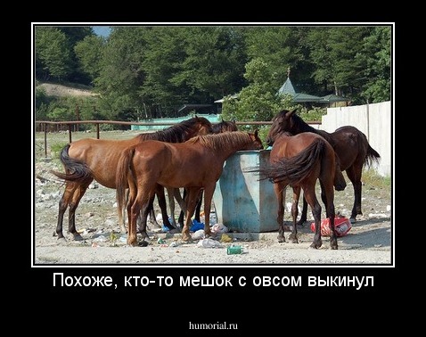 Похоже, кто-то мешок с овсом выкинул
