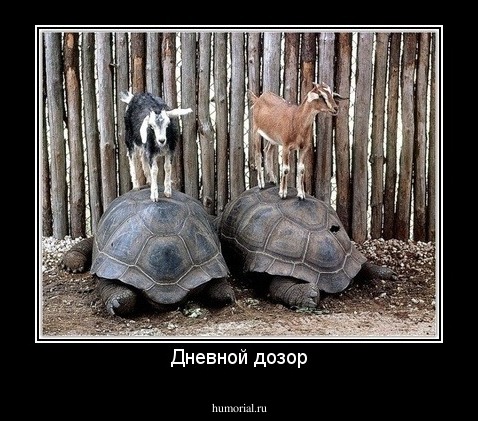 Дневной дозор