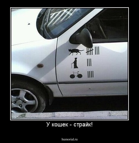 У кошек - страйк!