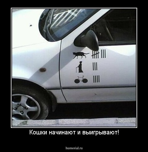 Кошки начинают и выигрывают!