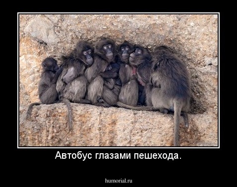 Автобус глазами пешехода.