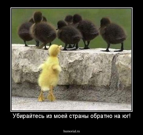 Убирайтесь из моей страны обратно на юг!